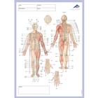 Meridian notepad, 1002440, Acupuncture
