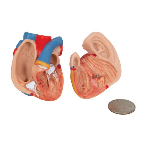 Human Torso Model | Miniature Torso Model | Anatomical Teaching Torso ...