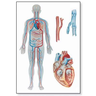 V2018M_01_Lehrtafel Der Blutkreislauf des Menschen