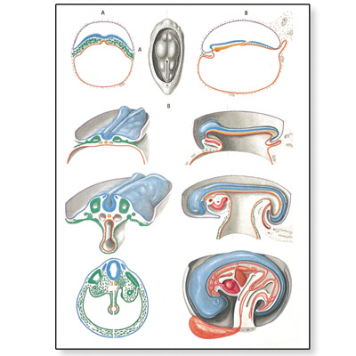 Lehrtafel - Embryologie II - 1001224 - V2067M - Schwangerschaft Und ...