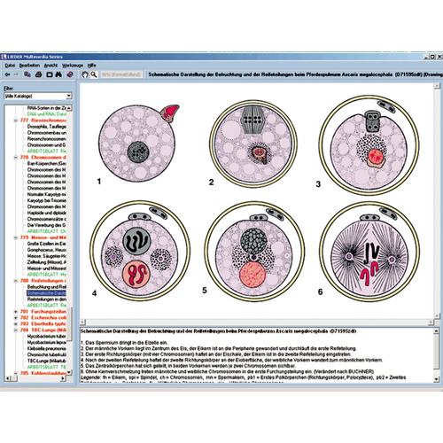 Zellteilung Und Reifeteilung Mitose Und Meiose Interaktive Cd Rom 1004286 W13517 Lieder Cd124 En Biologie Software 3b Scientific