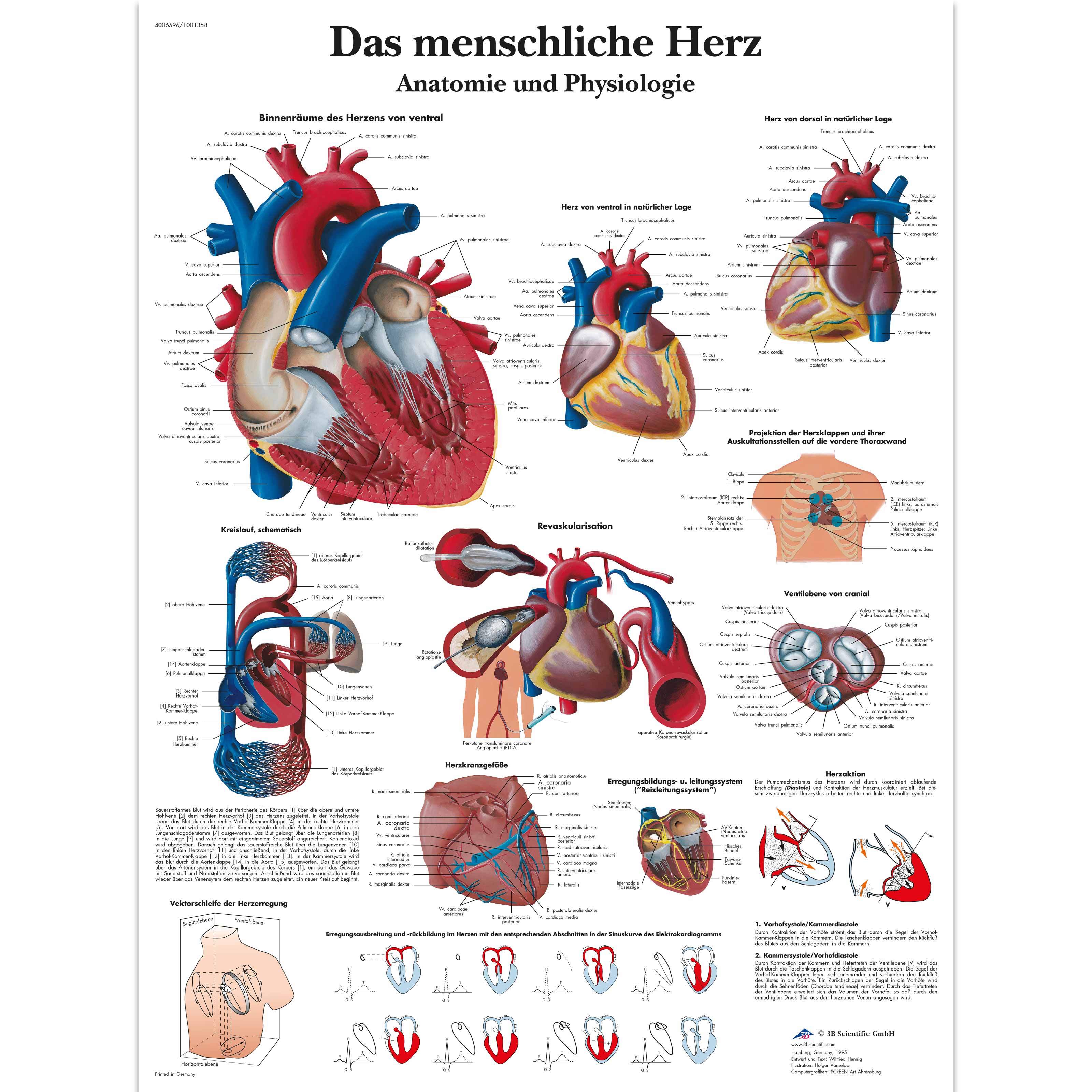 Menschliches Herz Mit Beschriftung / Das Herz: Zentrum unseres Lebens ...